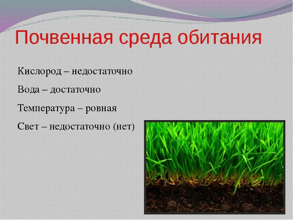 Доклад на тему почвенная среда. Растения почевнной среду. Почвенная среда обитания растения. Почвенная среда жизни растения. Растения живущие в почве.