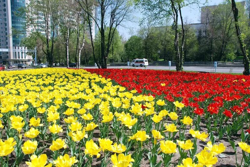 пора тюльпанов. алматинские тюльпаны. тюльпановые поля в ташкенте. тюльпан перпл маунтин. тюльпан алтайский.
