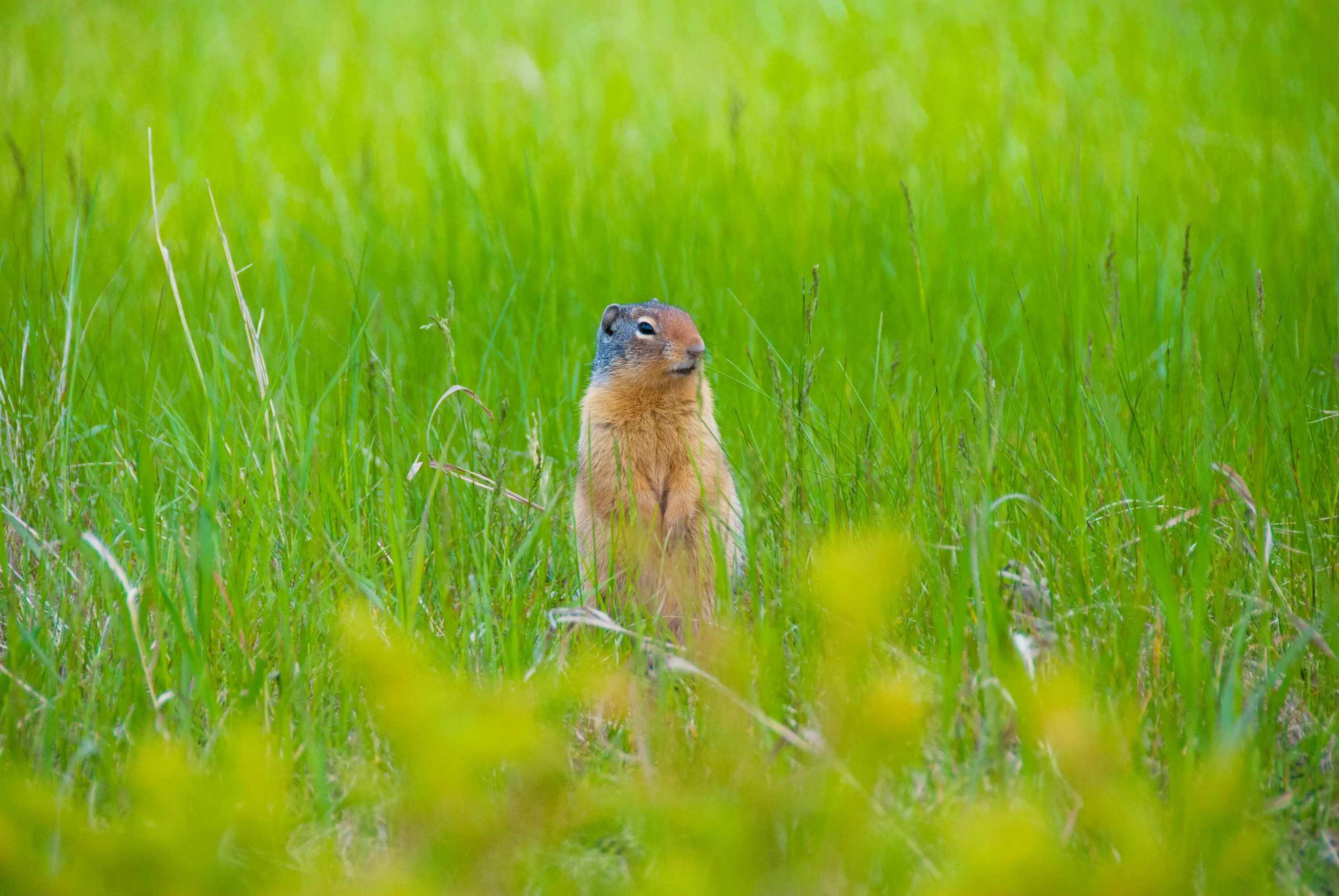 Grass animals. Животные на лугу. Животные Луга. Луговые обитатели. Луговые растения и животные.