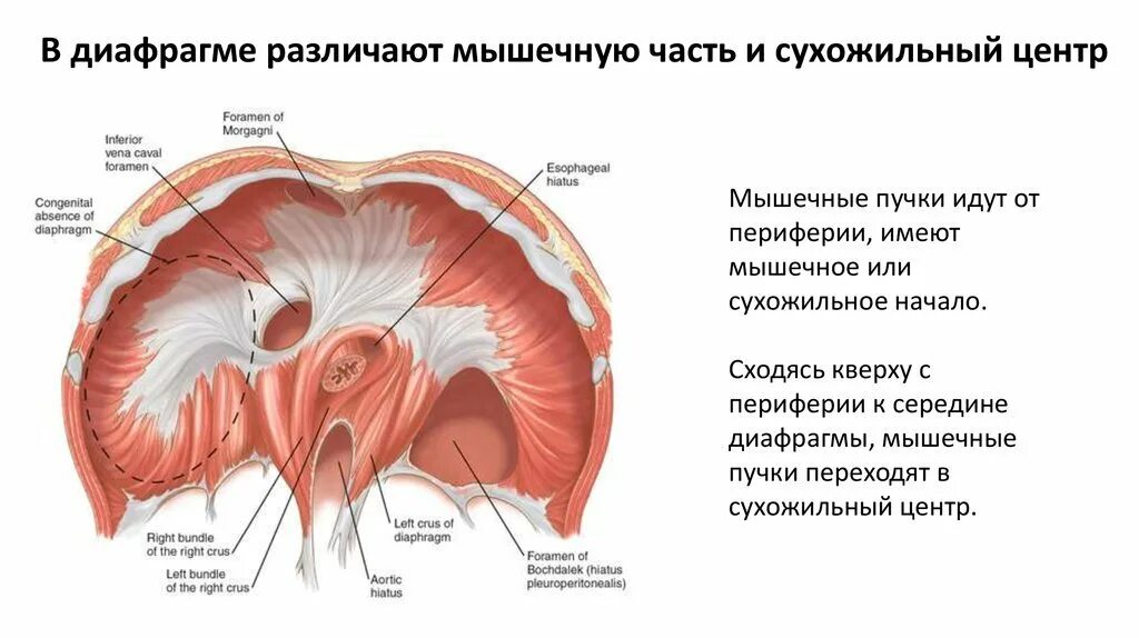 Диафрагма расположена обычно. Диафрагма анатомия мышцы. сухожильный центр диафрагмы функции. строение диафрагмы. диафрагма рисунок анатомия.