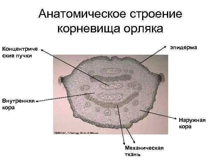 Какой тип питания характерен для орляка. Анатомическое строение корневища орляка. Продольный срез корневища орляка. Поперечный разрез корневища орляка. Строение корневища орляка.