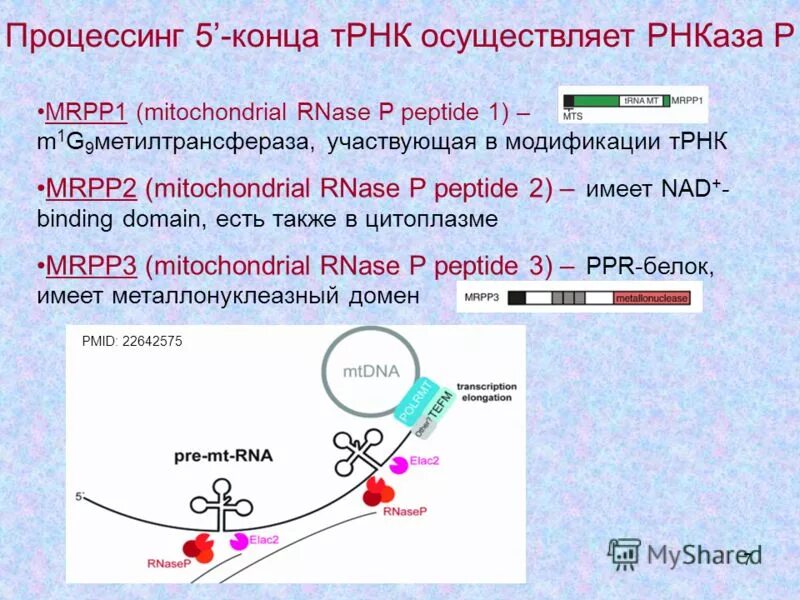 Процессинг МРНК. Процессинг полицистронной РНК. Процессинг и сплайсинг РНК.