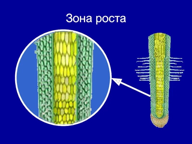 Зоны корня зона растяжения. Зоны роста. Зона роста корня. Зона деления зона роста.