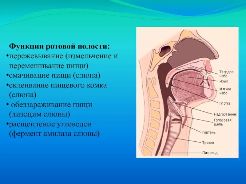 Глотка выполняет функцию. Пищеварительная система ротовая полость глотка. глотка и пищевод строение и функции. строение полости рта глотки пищевода. ротовая полость глотка пищевод анатомия.
