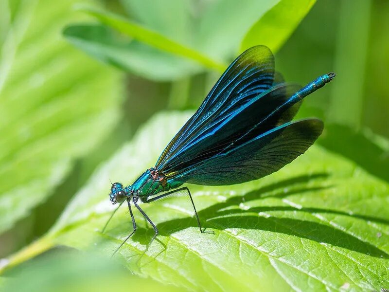 Стрекоза Calopteryx. Стрекоза красотка темнокрылая. Calopteryx Virgo. Стрекоза красотка девушка (красотка тёмнокрылая).