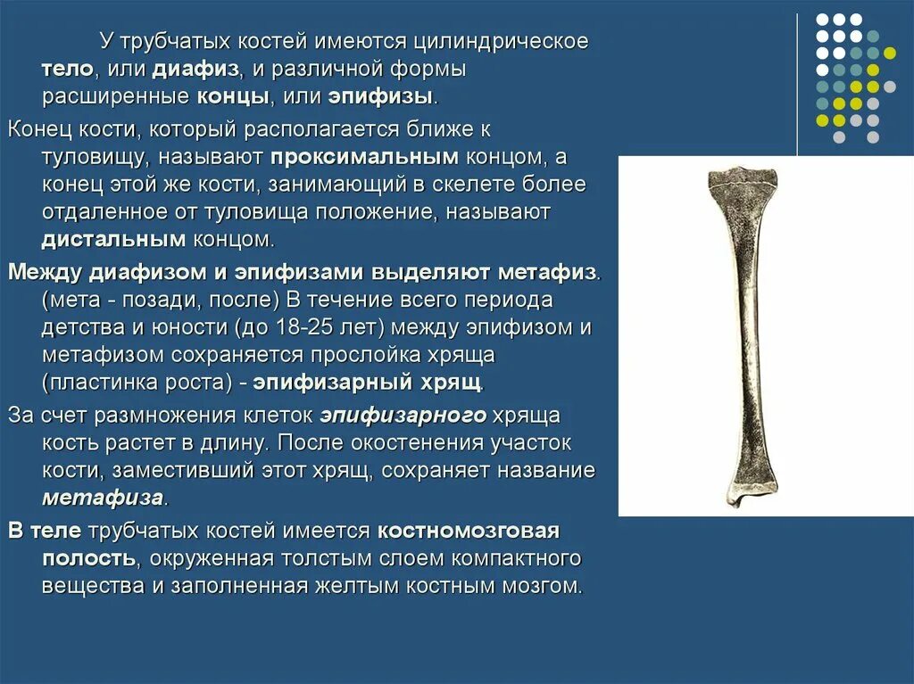 Почему кости растут. Диафизы трубчатых костей. Концы трубчатых костей называют. Конец трубчатой кости. Эпифиз диафиз метафиз кости.