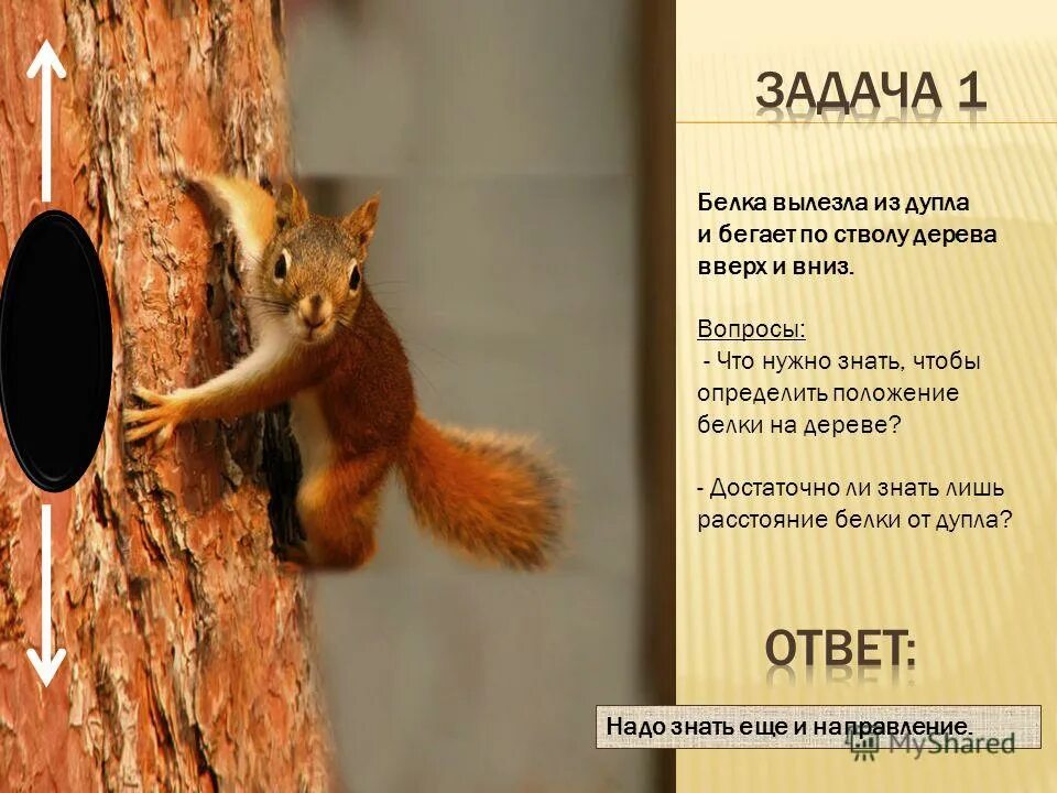 дупло белки на прозрачном фоне. белка спит. дупло белки анжелы. белка в дупле нарисовать. дупло белки анжелы.