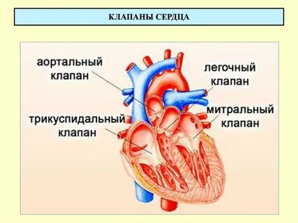Клапан между аортой и левым предсердием