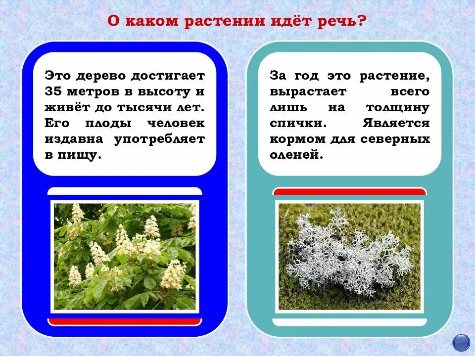 О каком растении идет речь. О каком цветке идет речь. Идите растения. Растения идут. О какой траве идет речь