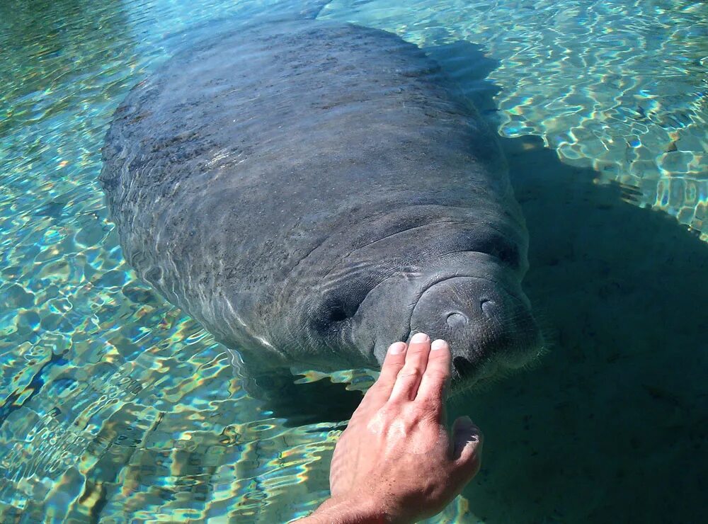 Manatee