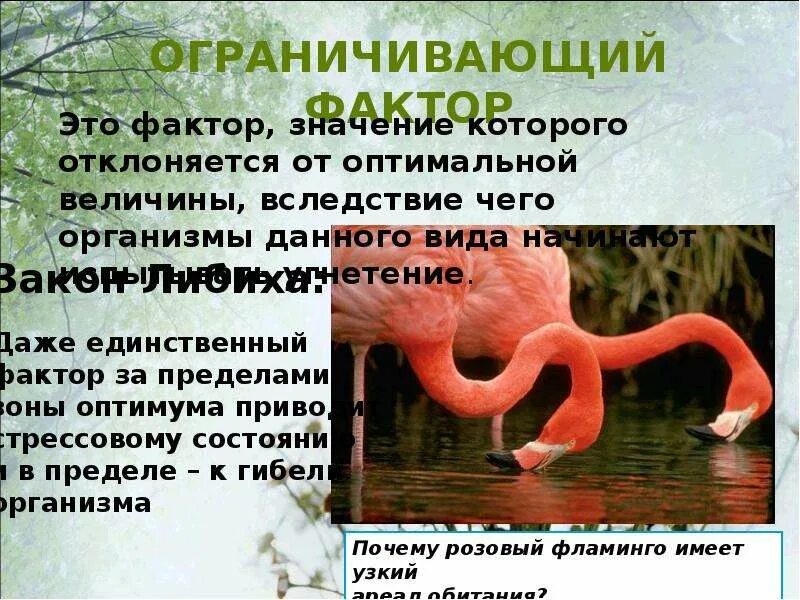 Пример фактора растение растение Ограничивающий фактор растений