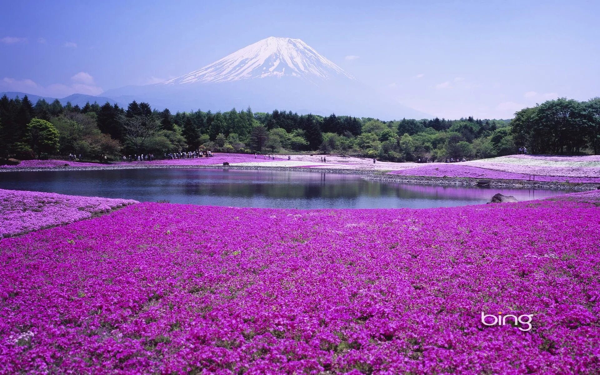 World bing. Сад Кавати Фудзи. Природа Японии. Цветочные поля в Японии. Луга Японии.