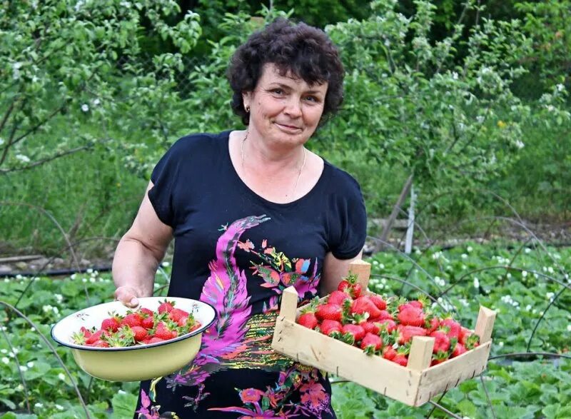 Дача ягодка. Клубника в огороде. Женщина с урожаем. Женщина с урожаем клубники. Женщина с клубникой на даче.