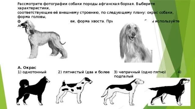 Трехцветная финская гончая. Рассмотрите фотографию трехцветной собаки. Списание и рисунок строение собаки. Рассмотрите фотографию трехцветной собаки. Собака в форме.