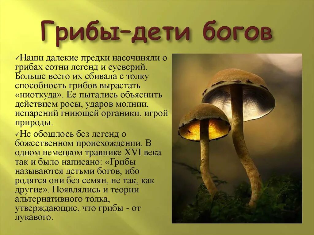 Доклад про грибы. Мифы о грибах. Интересно о грибах. Интересные мифы о грибах.