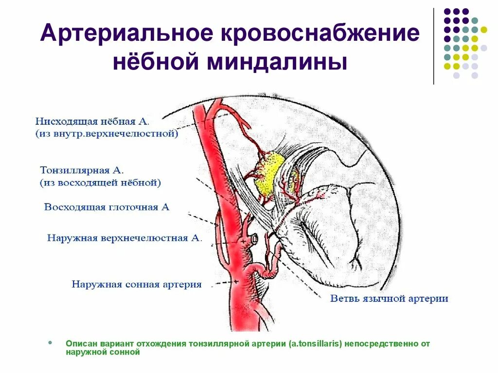 Иннервация миндалин. Кровоснабжение глоточной миндалины. Кровоснабжение миндалин анатомия. Иннервация небных миндалин. Топография язычного нерва.