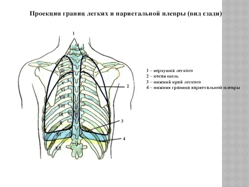 Нижняя граница левого легкого