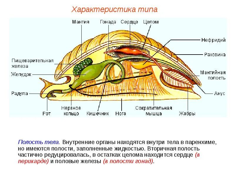 Общая характеристика строения моллюсков. Внутреннее строение моллюсков таблица. Тип моллюски общая характеристика класс брюхоногие. Тип моллюски внутреннее строение моллюска. Общая характеристика типа моллюски 7 класс биология таблица.