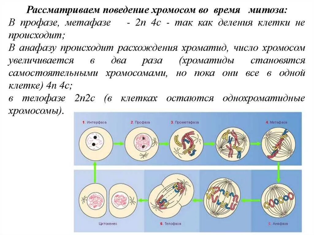 Жизненный цикл клетки интерфаза деление митоз мейоз. Деление клеточных ядер митоз мейоз. Митоз состоит из 4 фаз. Митоз фазы таблица набор хромосом. Деление тетраплоидной клетки