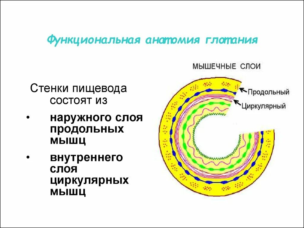 Циркулярный слой пищевода. Циркулярный мышечный слой пищевода. Циркулярный и продольный слои в пищеводе. Внутренний циркулярный слой пищевода. Слои пищевода