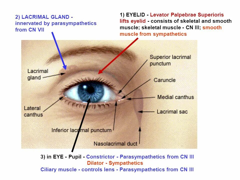 Глаз как переводится. Levator palpebrae superioris. Innervation of the Eye. Anatomy of the Eye Innervation.
