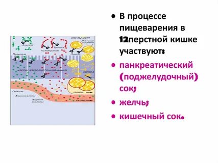 Вода в процессе пищеварения