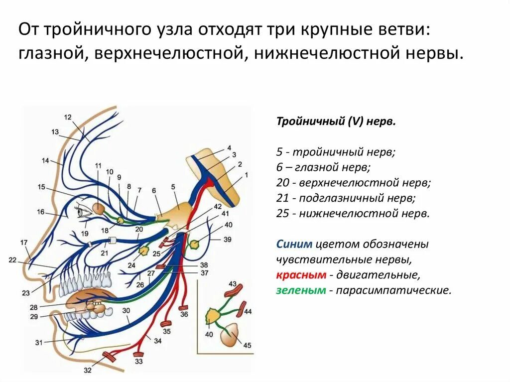 Тройничный нерв тест. Тройничный нерв иннервация по ветвям таблица. Иннервация верхней челюсти тройничным нервом. Верхнечелюстной нерв анатомия схема. Тройничный нерв и его ветви: глазной, верхнечелюстной, нижнечелюстной.