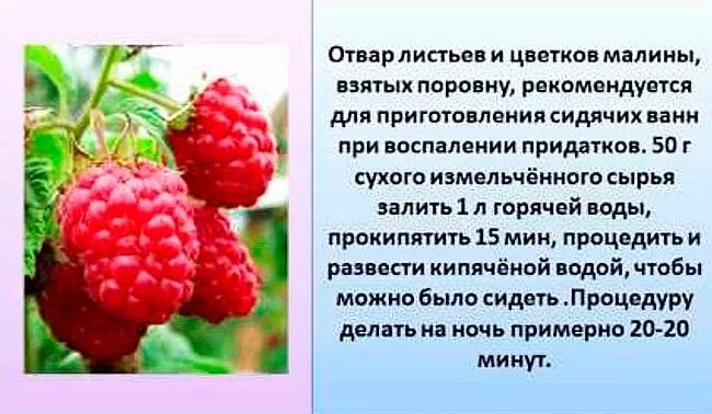 Малина листья. Малина полезные свойства. Листья малины для беременных. Листья малины полезные свойства. Листья малины перед родами