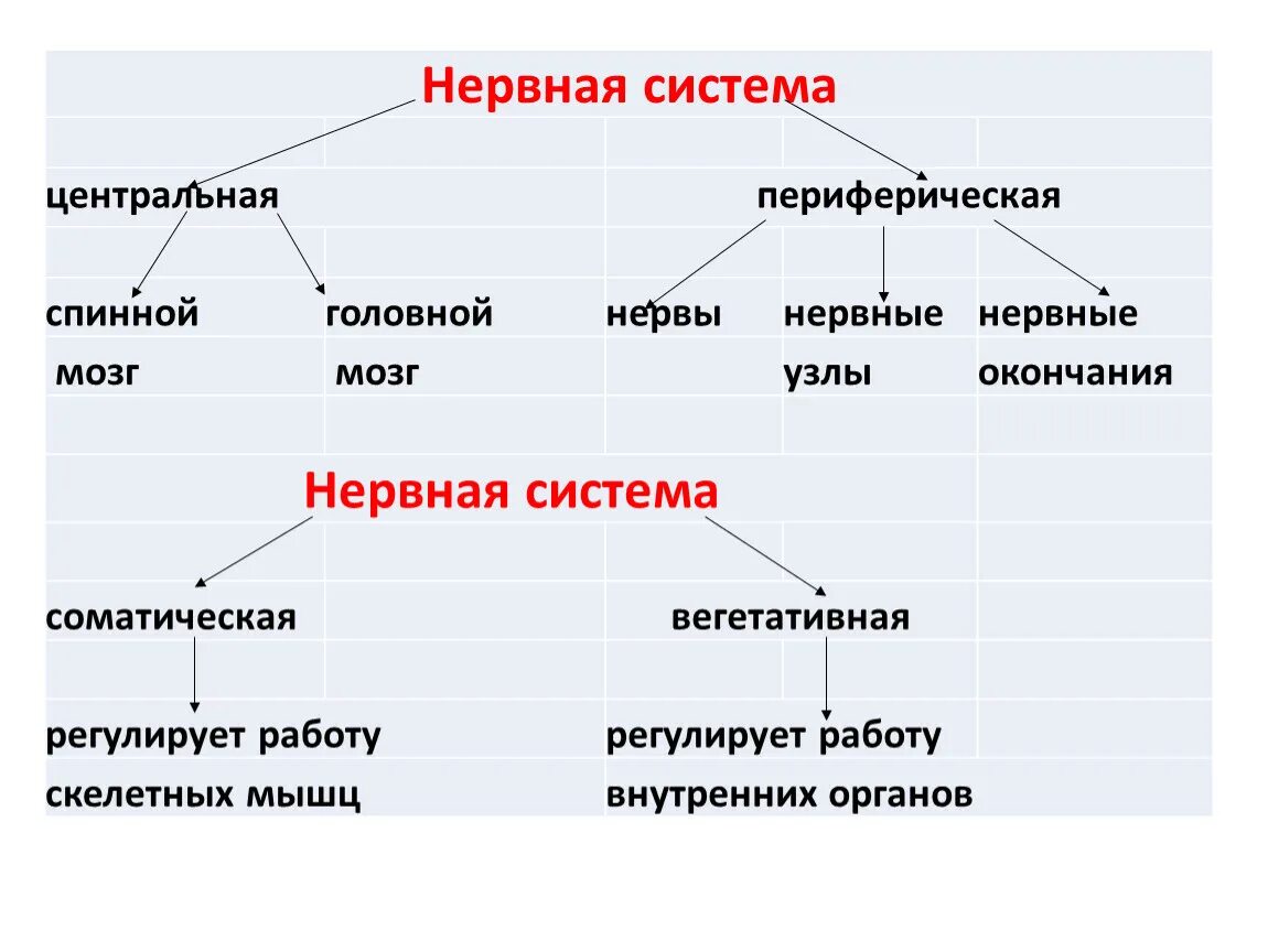 Центр периферическая нервной системы. Строение и функции центральной и периферической нервной системы.. Периферический отдел нервной системы строение. Периферический отдел нервной системы состав. Нервная система Центральная и периферическая схема.