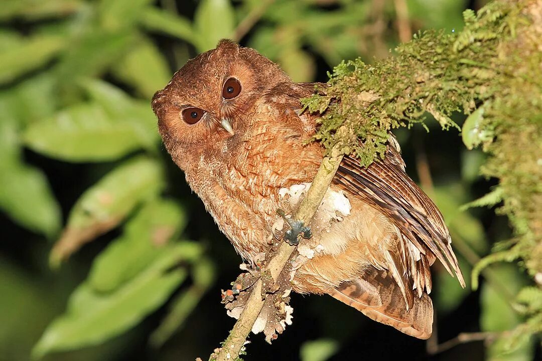 Screech sdbyrim. Megascops. Screech Owl. Astrolopitecus colombianus. Kars Bird Screech.