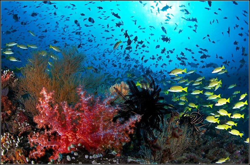 Красивые подводные пейзажи. Риф нингалу. Разнообразие морей. Тропические рыбки. Морские животные.