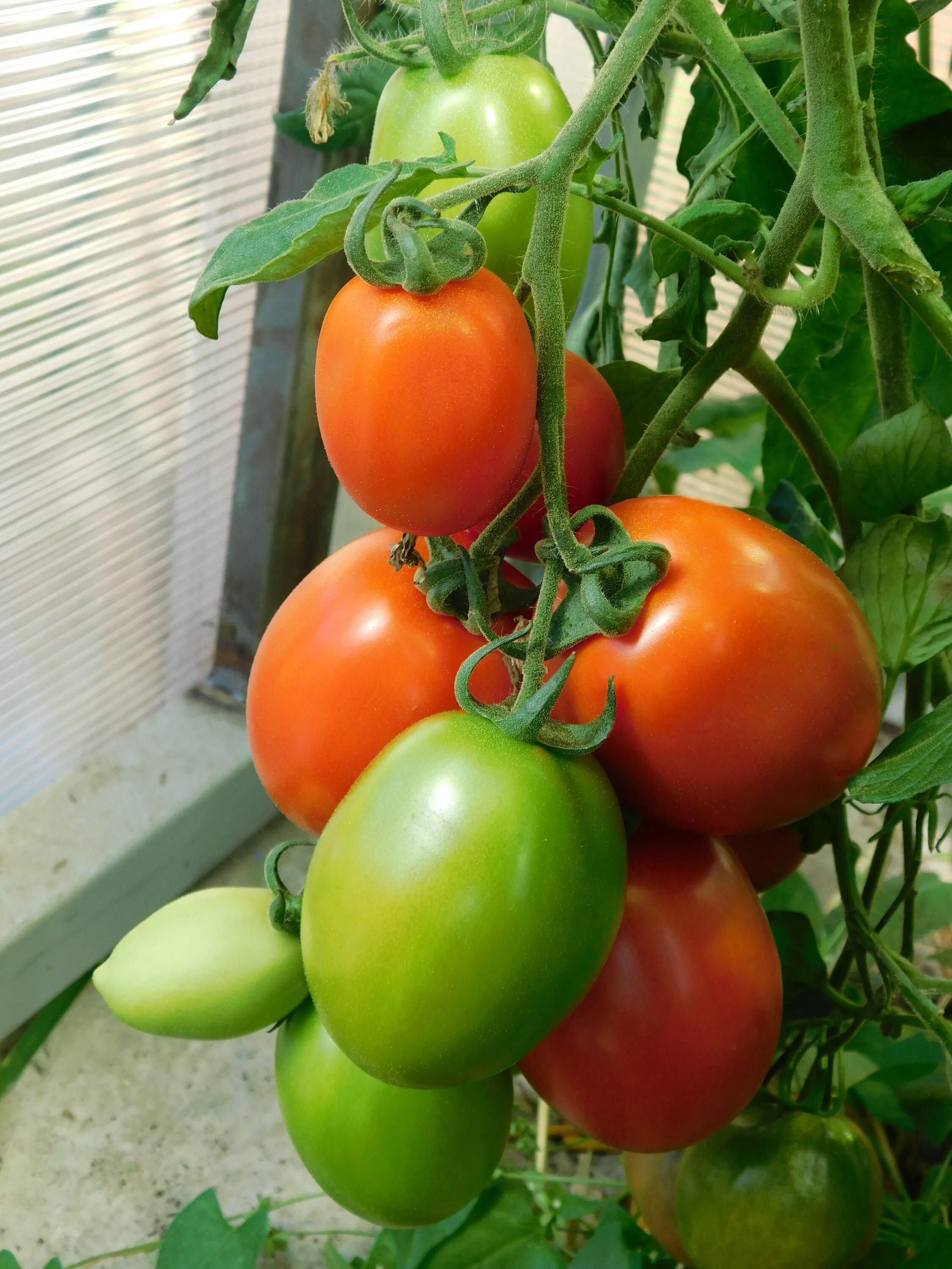 Помидоры любят солнце. Любимый томат. Томат рубиновый кулон. Люблю помидоры. Помидоры Люба.