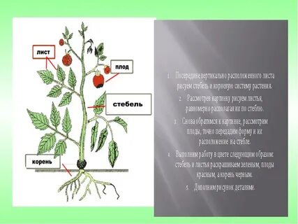 Томаты генеративные