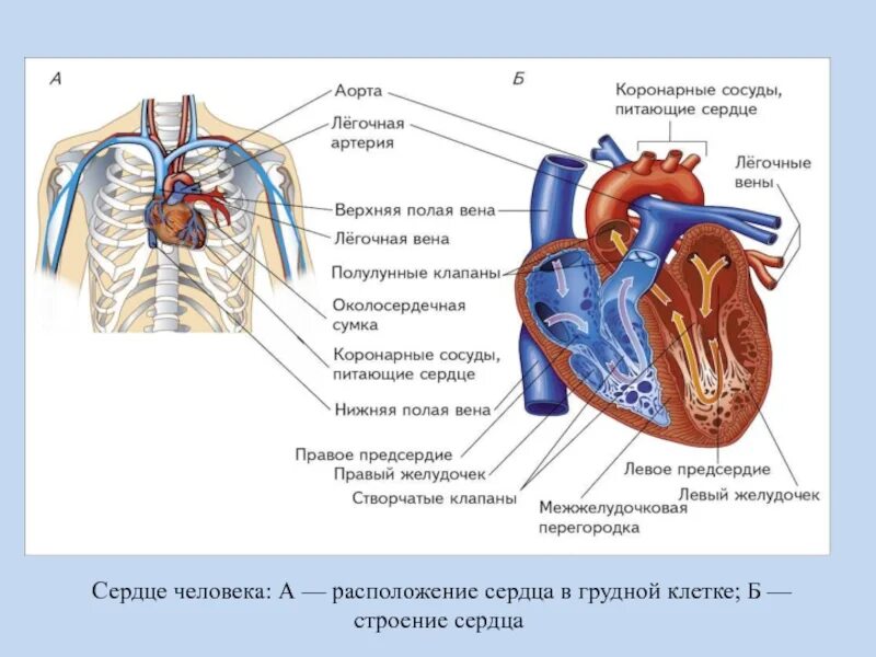 Как располагается сердце