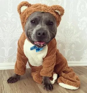 Буди собака