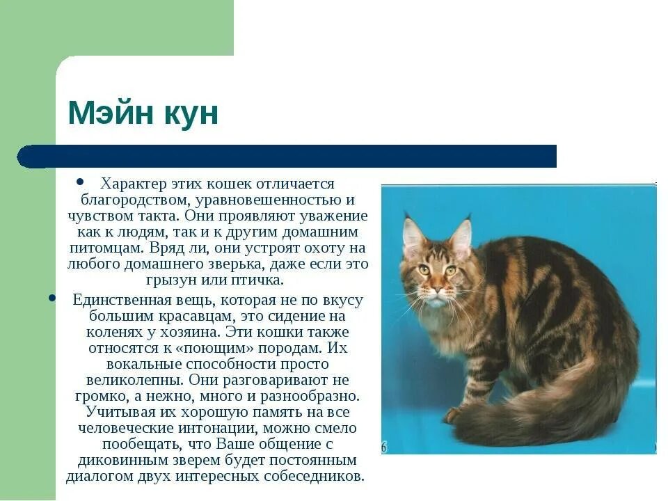 Доклад про кошку. Кошки породы Мейн кун описание. Описать породу кошек Мейн кун описание. Порода кошек Мейн кун доклад. Мейн куны характер.
