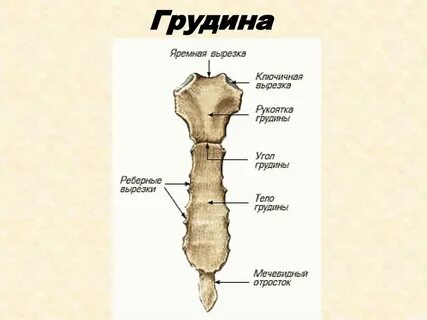 Грудина относится к плоским костям
