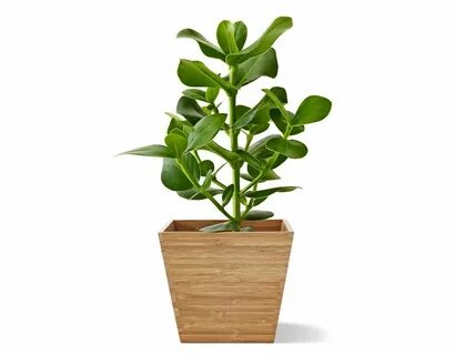 Цветы plant
