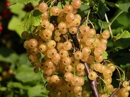 Белая смородина фото сорта