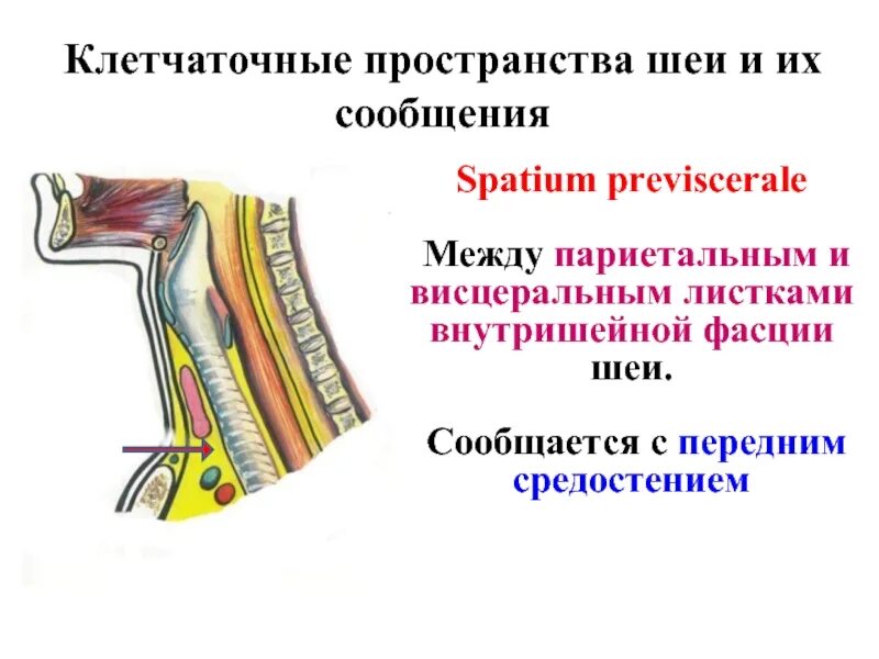 Какое клетчаточное пространство сообщается с передним средостением