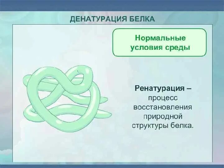 Дайте определение денатурации и ренатурации