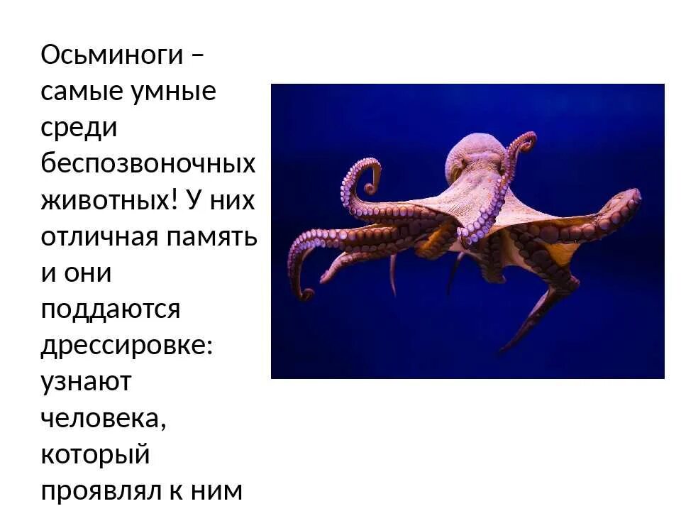 Строение беспозвоночных животных