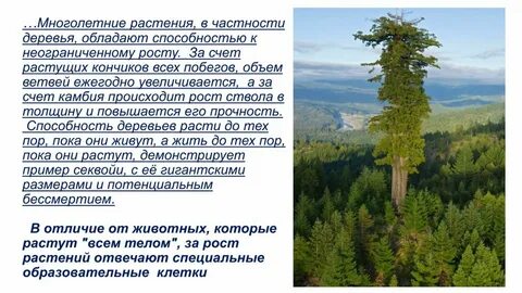 Неограниченный рост