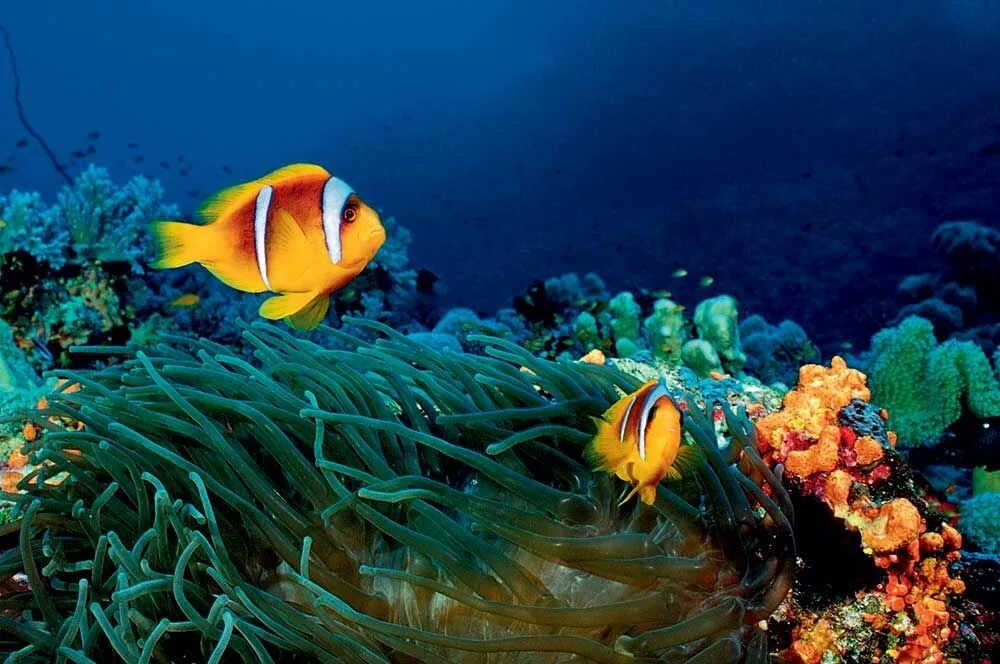 Рыбки красного моря в хургаде. Андаманская рыба бабочка. Коралловый риф в шарм эль шейхе. Рыба sea. Ринекант пикассо.