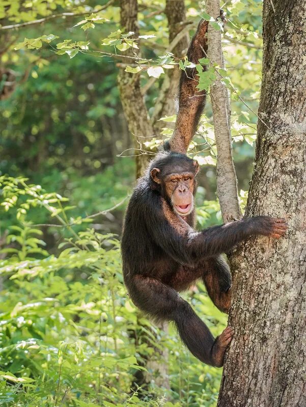 A chimp can climb. Шимпанзе мышцы. шимпанзе фото сзади. chimpanzee тим. 2005 chimpanzee.