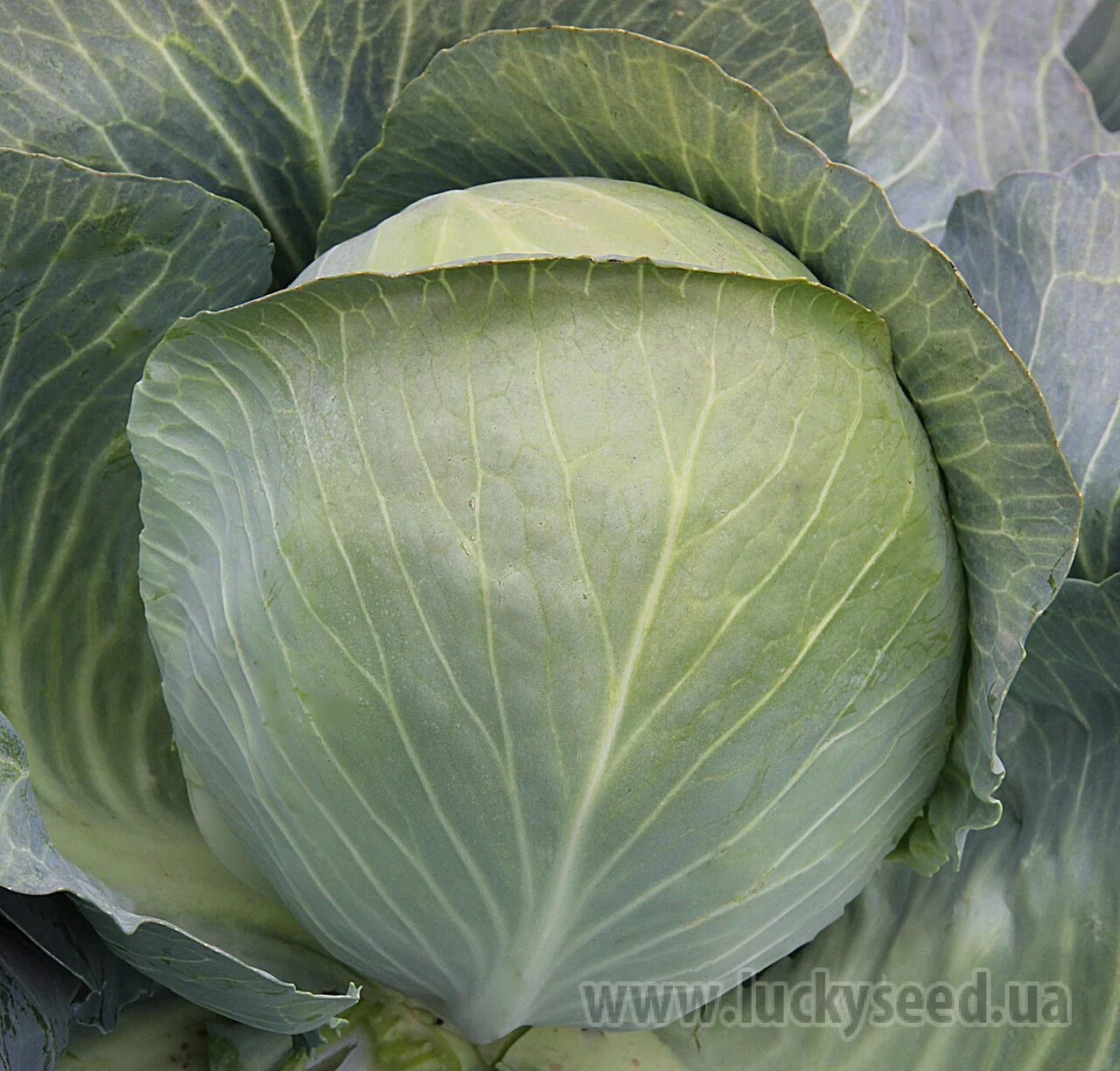 сорта капусты для квашения в сибири. бурбон f1 капуста. капуста московская поздняя 15. сорта капусты белокочанной хорошие для сибири. капуста белокочанная московская поздняя.