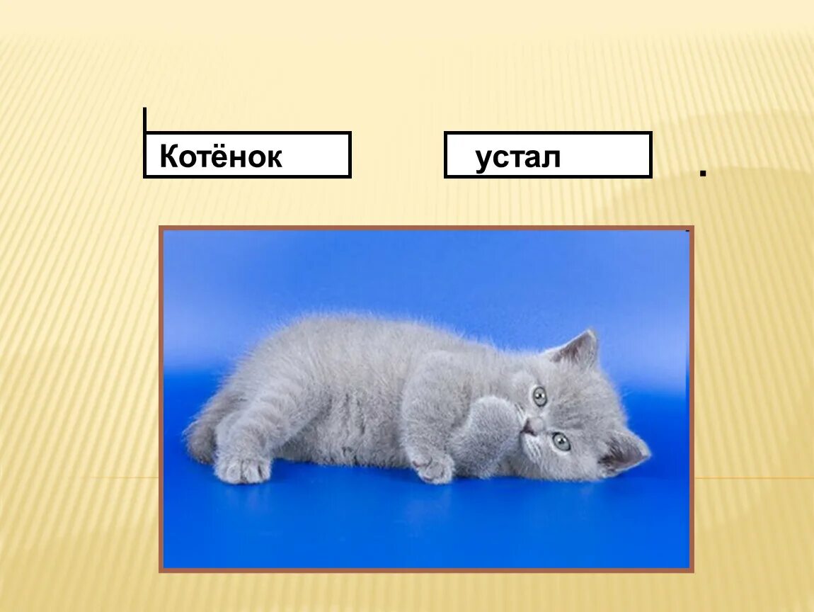 Состав слова котенка