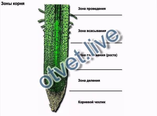 Строение молодого корня фасоли под микроскопом. Зоны корня снизу вверх. 14. Перечислите зоны корня по порядку снизу-вверх. Зона роста корня. Последовательность зон корня.