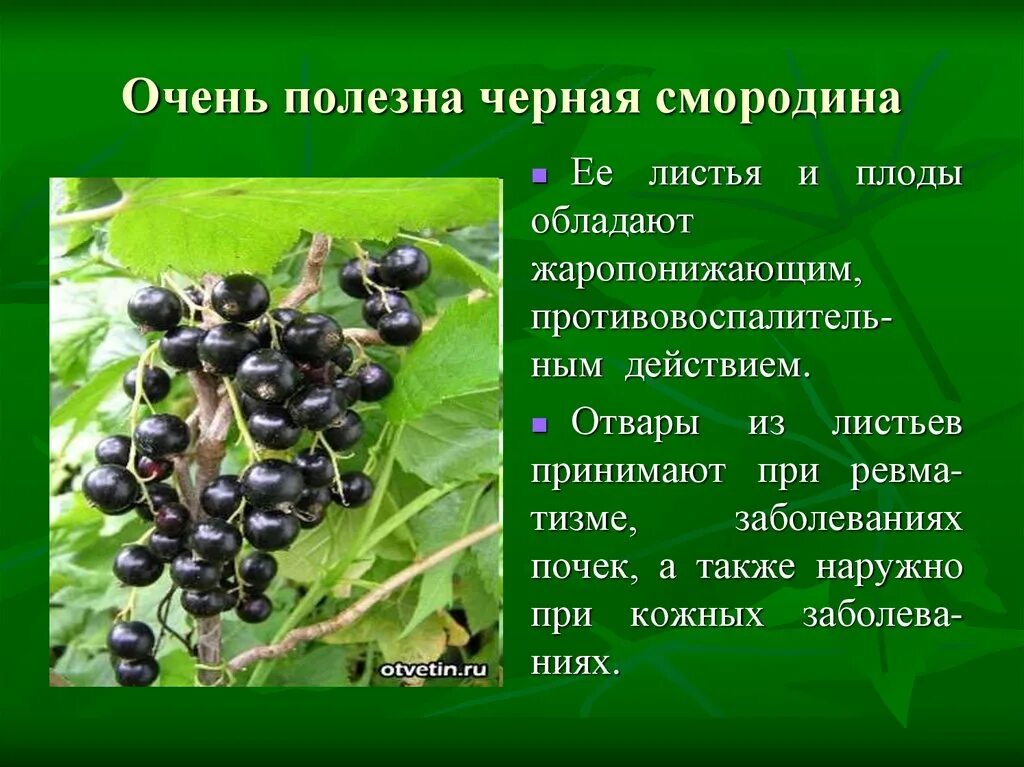 Листья черного польза. Чем полезна смородина. Чем полезна черная смородина. Чем полезно чёрный смородина. Для чего полезна черная смородина.