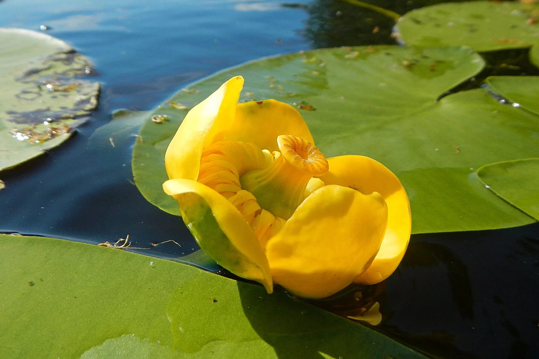 Водные растения челябинской области. Кубышка малая Nuphar pumila. Кубышка желтая (Nuphar lutea). Кувшинка кубышка. Кубышка малая и кувшинка.